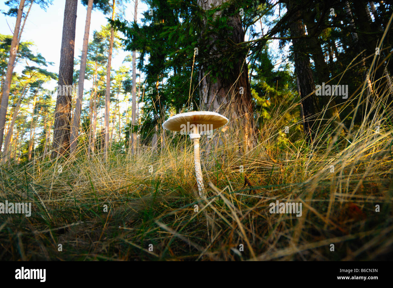 Parasol mushroom (Macrolepiota procera) growing in field, Bavaria, Germany Stock Photo