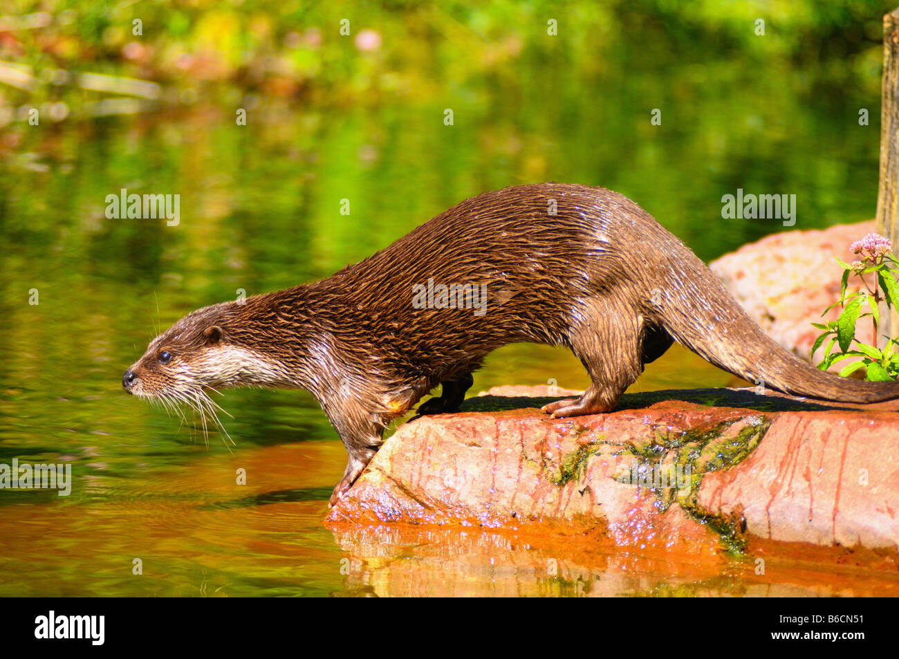 River Otter (Lutra Lutra) on stone at riverbank Stock Photo