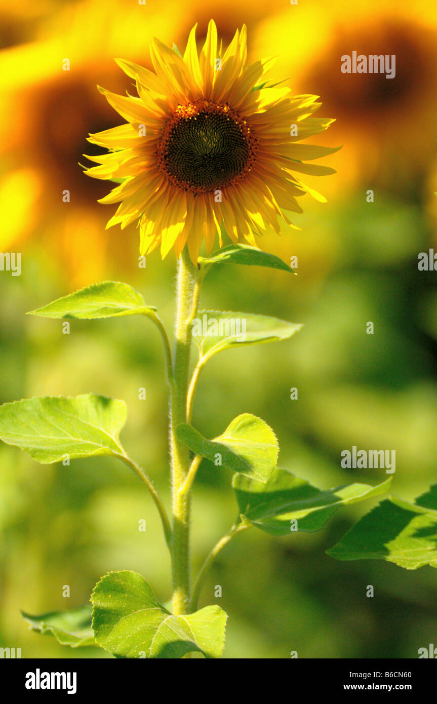 Close-up of blooming Sunflower (Helianthus annus) Stock Photo