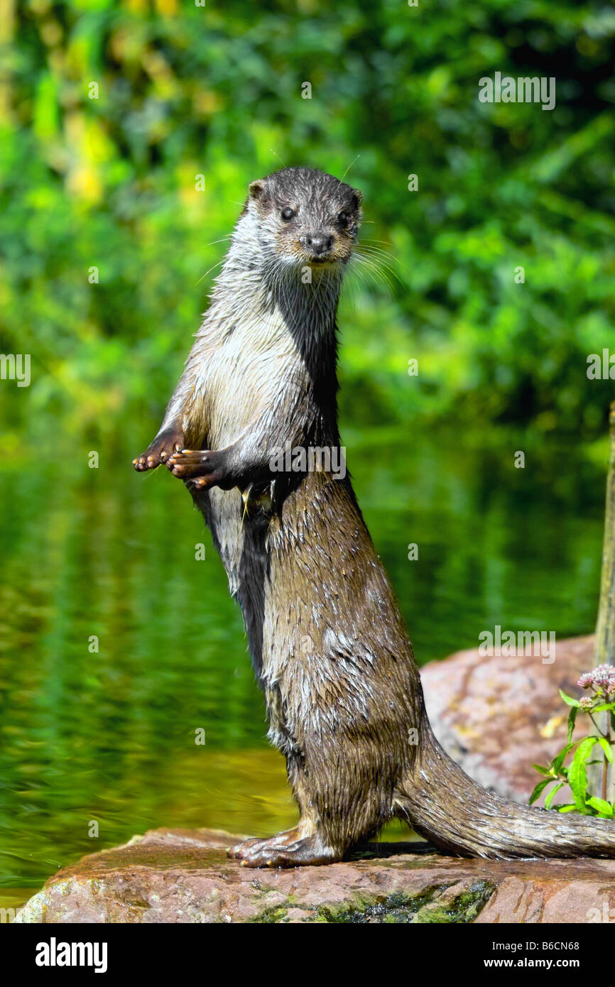 Close-up of River Otter (Lutra Lutra) standing on stone at riverbank Stock Photo