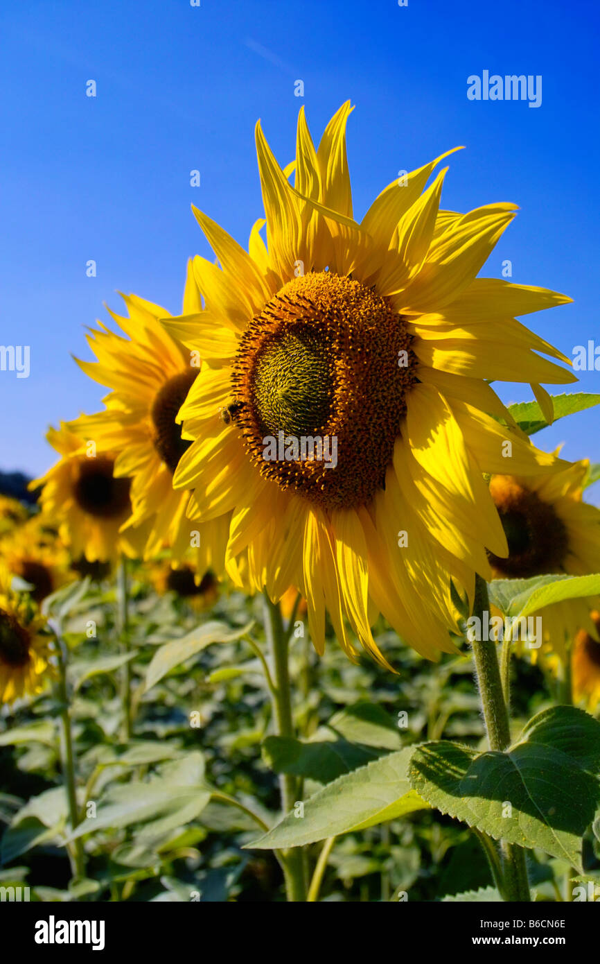 Sunflowers (Helianthus annus) blooming in field Stock Photo