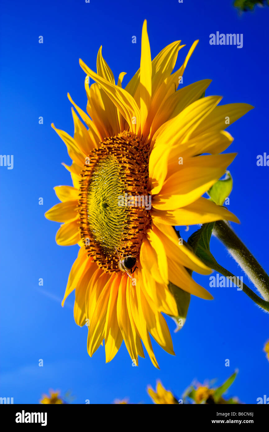 Close-up of blooming Sunflower (Helianthus annus) Stock Photo
