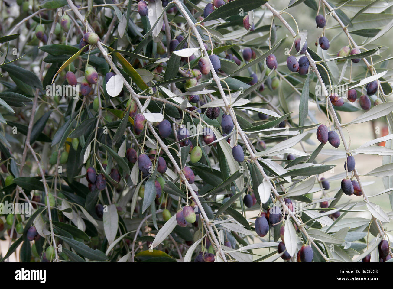 branch Europa Europe fruit Oleaceae plants twig useful plants olive olives fresh branch branches leave leaves fruit fruits olea Stock Photo