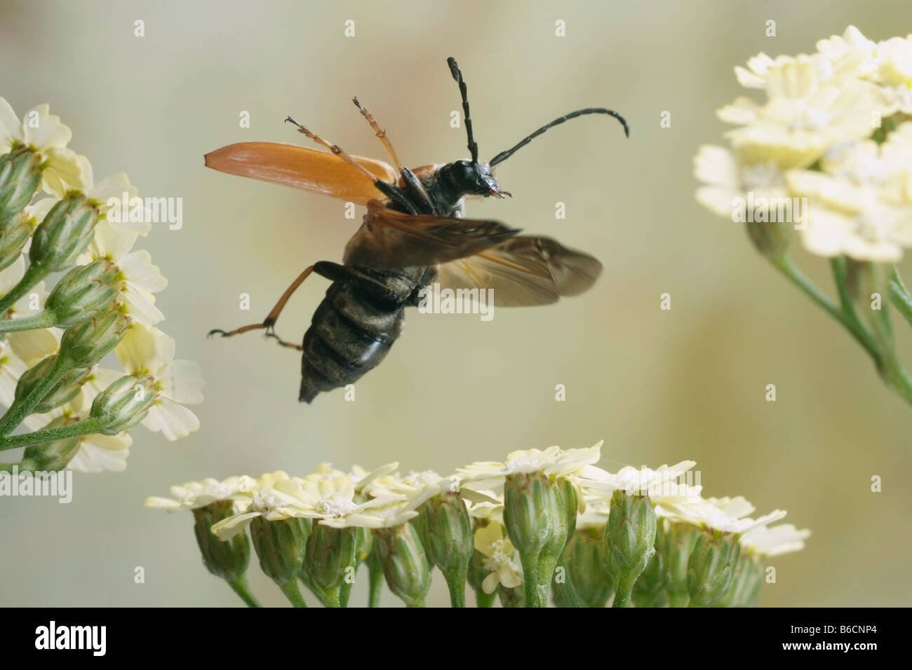 Close-up of Longhorn Beetle (Leptura rubra) flying over flower Stock Photo