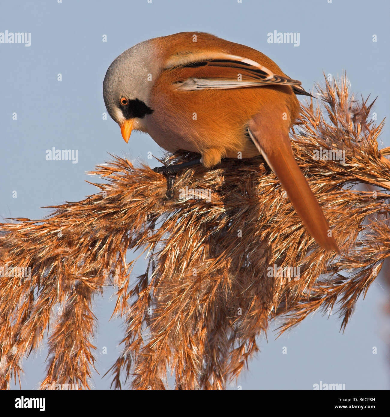 Close-up of Bearded Reedling (Panurus biarmicus) perching on reed Stock Photo