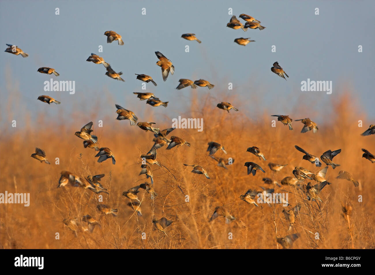Flock of Blood Linnets (Acanthis Cannabina) in flight Stock Photo