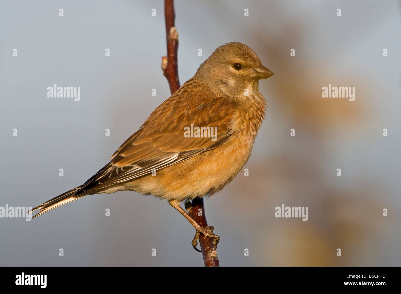 Close-up of Blood Linnet (Acanthis Cannabina) perching on stem Stock Photo