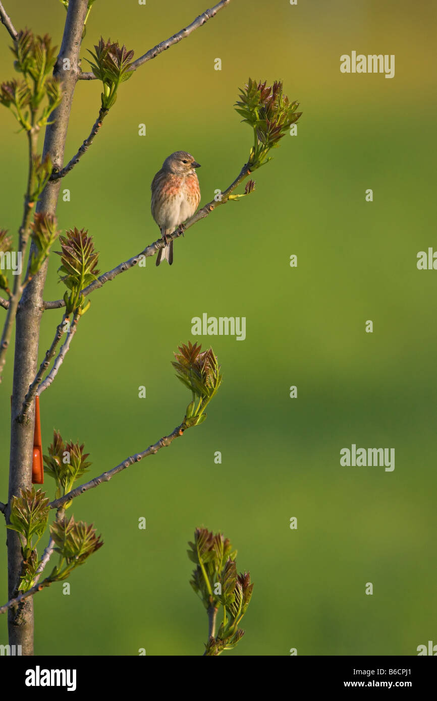 Flock of Blood Linnets (Acanthis Cannabina) perching on twigs Stock Photo