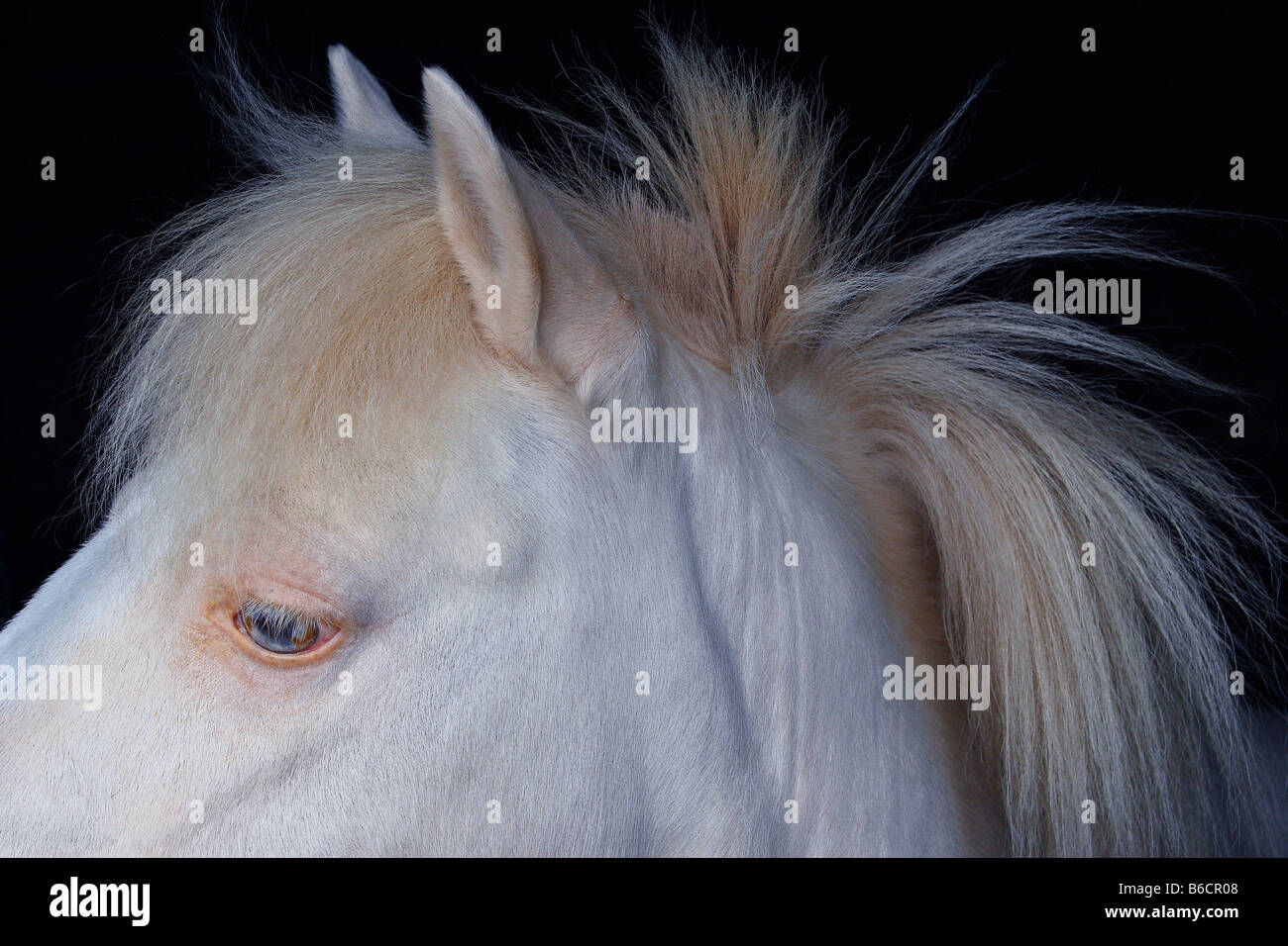 Boris child's white pony Stock Photo