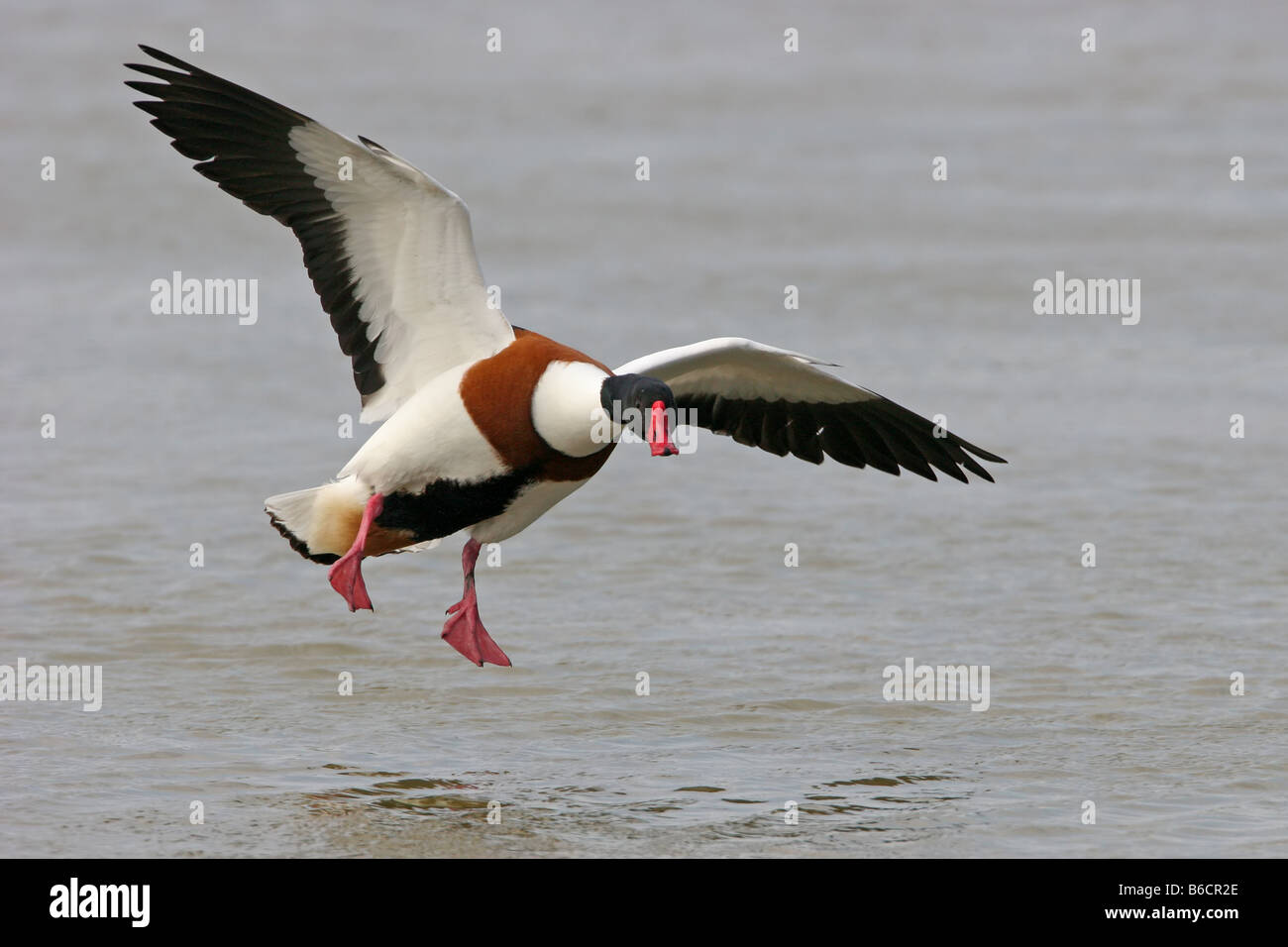 Shell Duck Flying Flying shelduck hi-res stock photography and images - Alamy