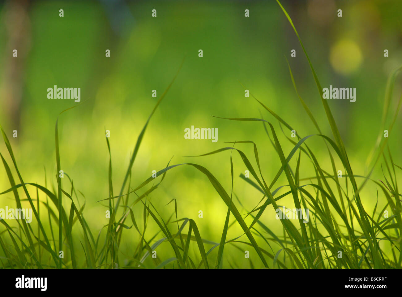 Close-up of blades of grass Stock Photo - Alamy