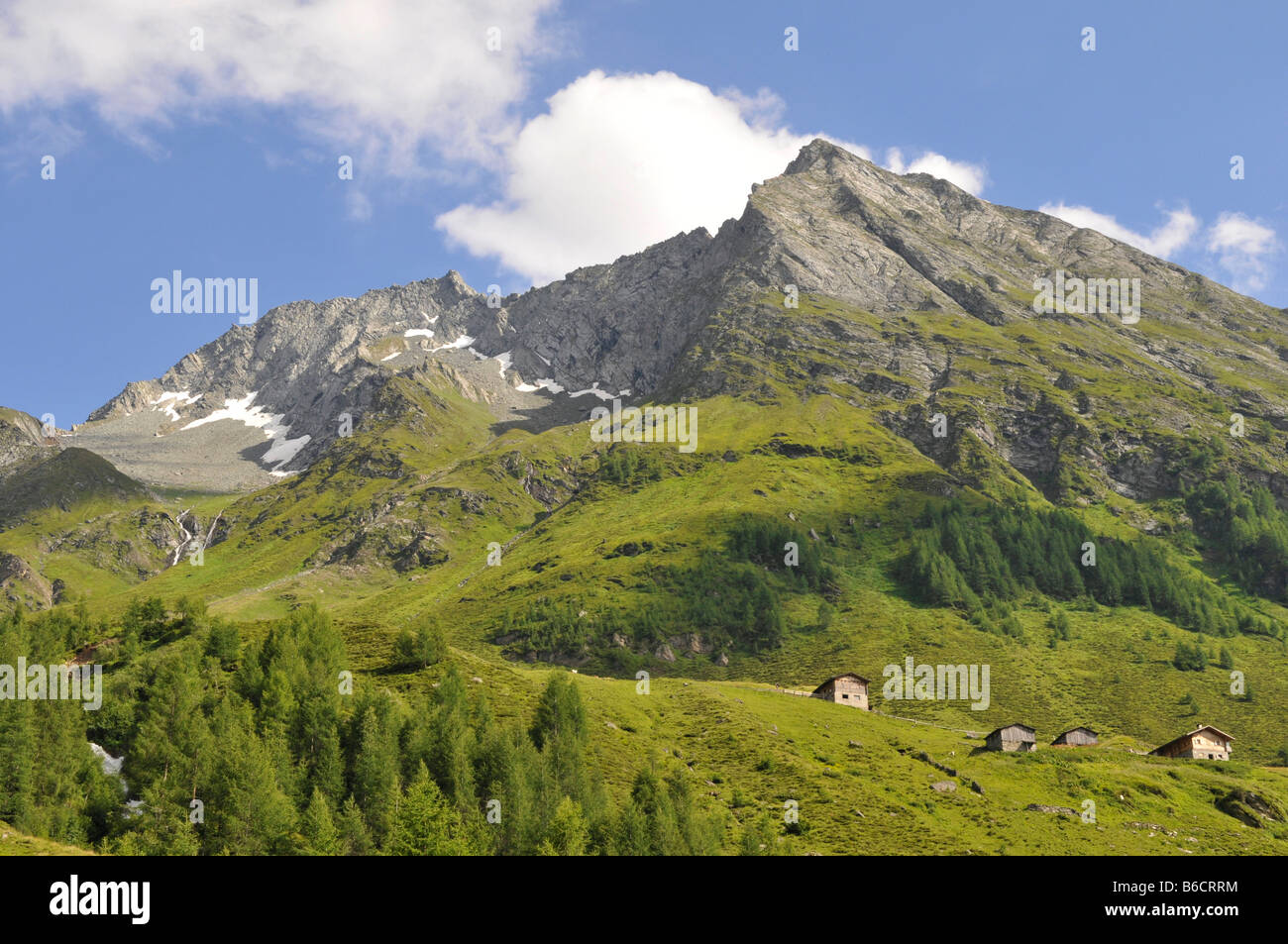 Trees on mountain, Trentino-Alto Adige, Italy Stock Photo