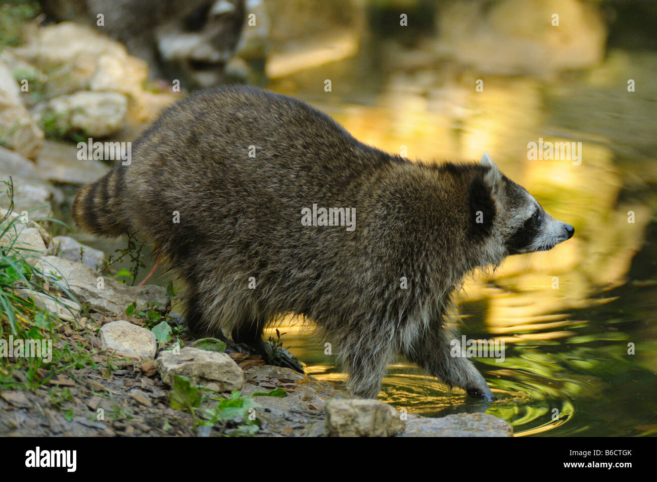 Raccoon (Procyon lotor) getting inside stream Stock Photo