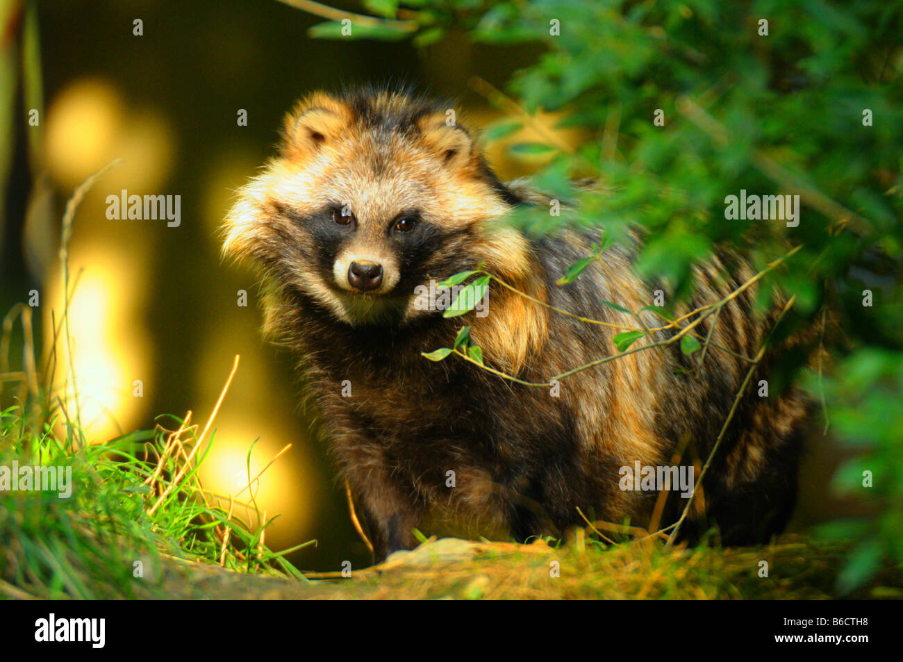 Raccoon (Procyon lotor) standing in forest Stock Photo