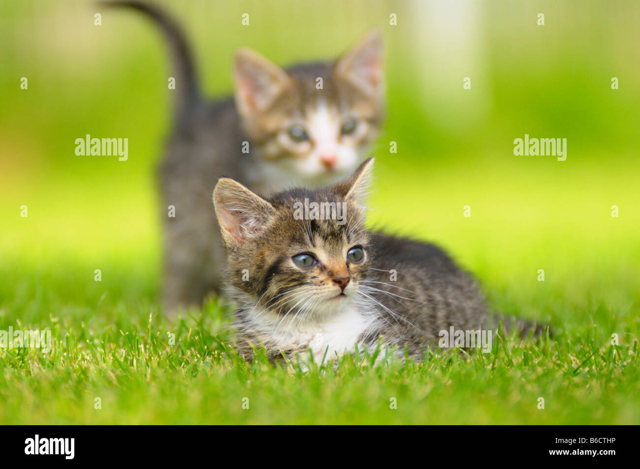 Close-up of two kittens in lawn Stock Photo