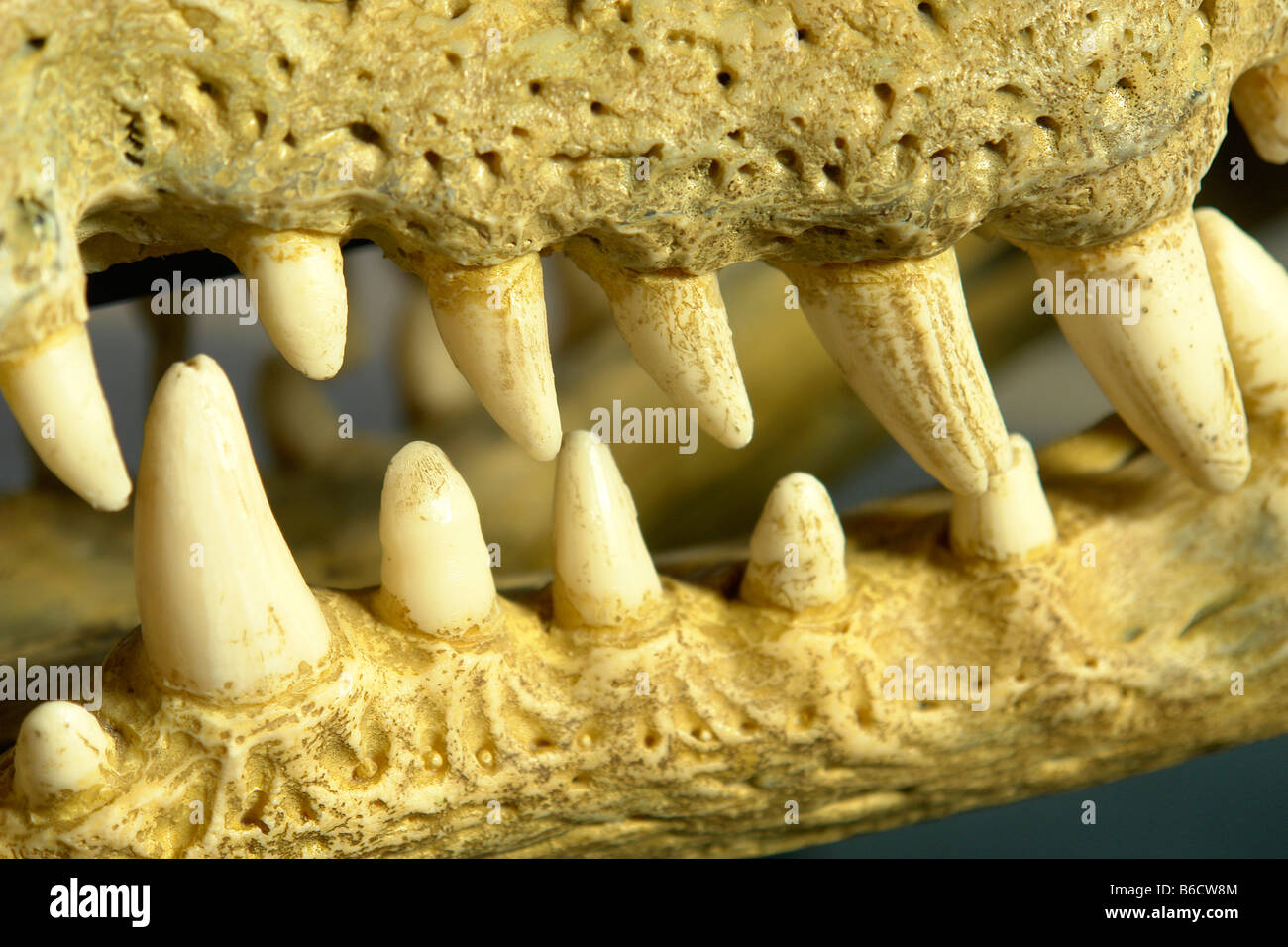 Closeup of animal teeth Stock Photo Alamy