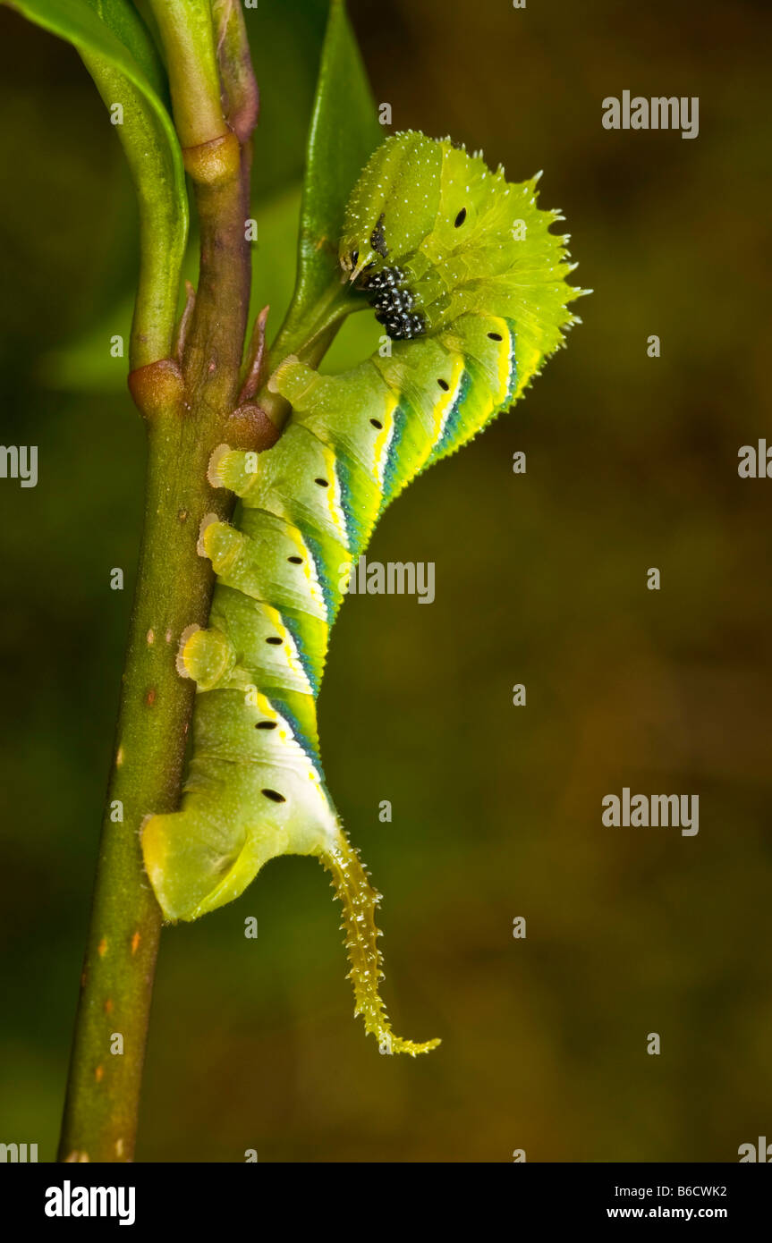 Potato Caterpillar High Resolution Stock Photography and Images Alamy