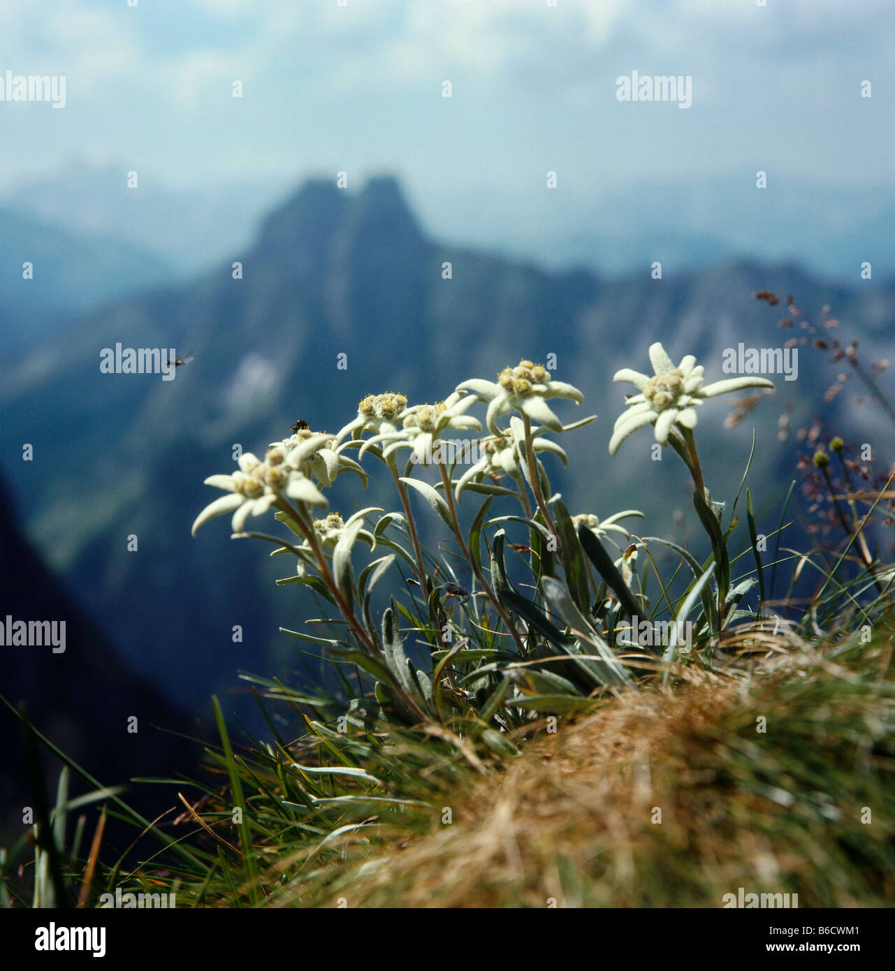 Close-up of flowers blooming on hill, Allgaeu, Bavaria, Germany Stock Photo