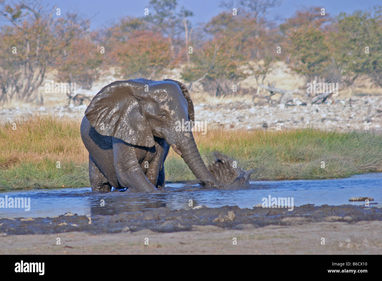 African elephant (Loxodonta africana) taking mud bath Stock Photo