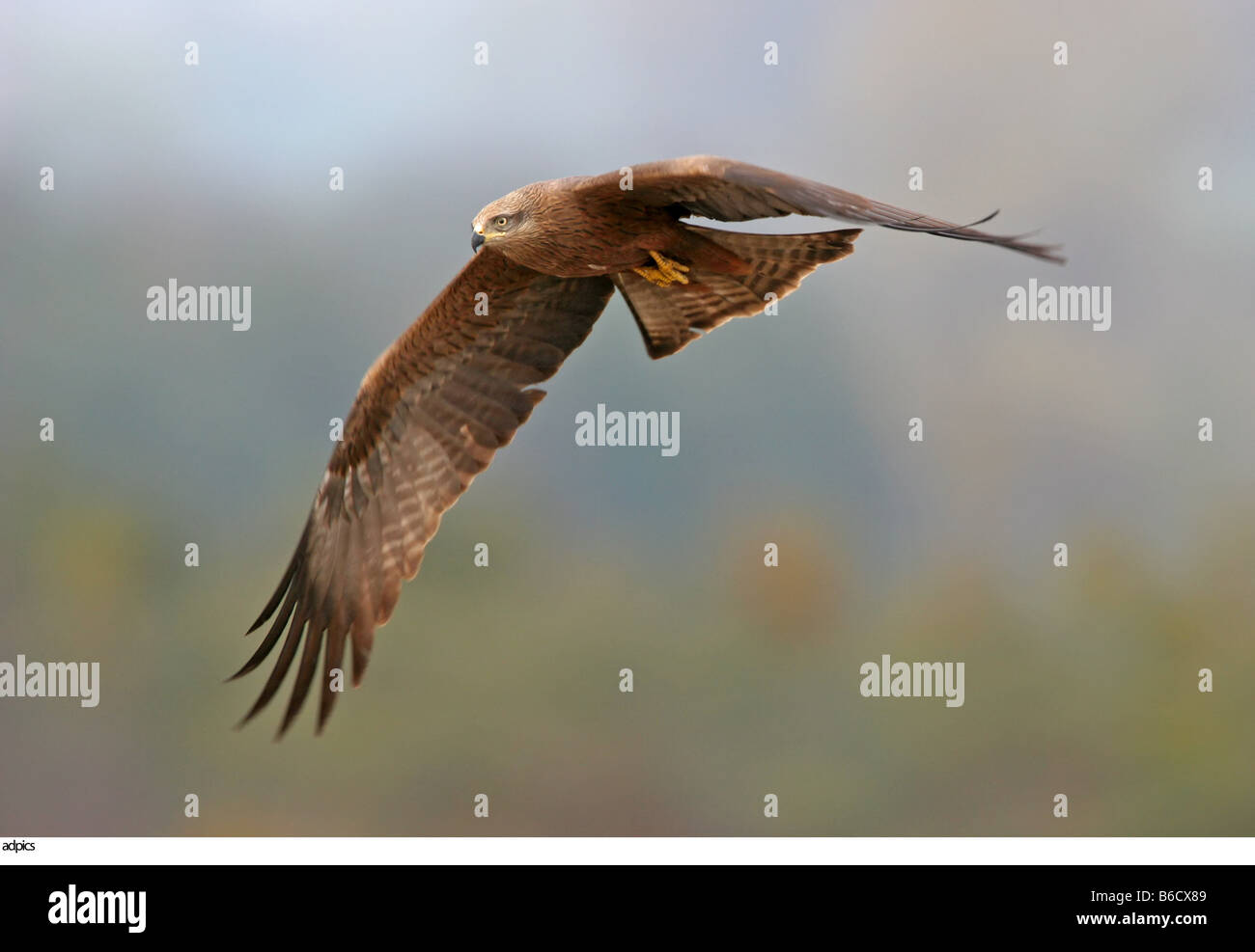 Close-up of hawk in flight Stock Photo - Alamy