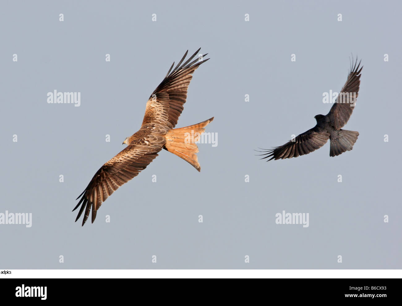 Low angle view of two hawks in flight Stock Photo