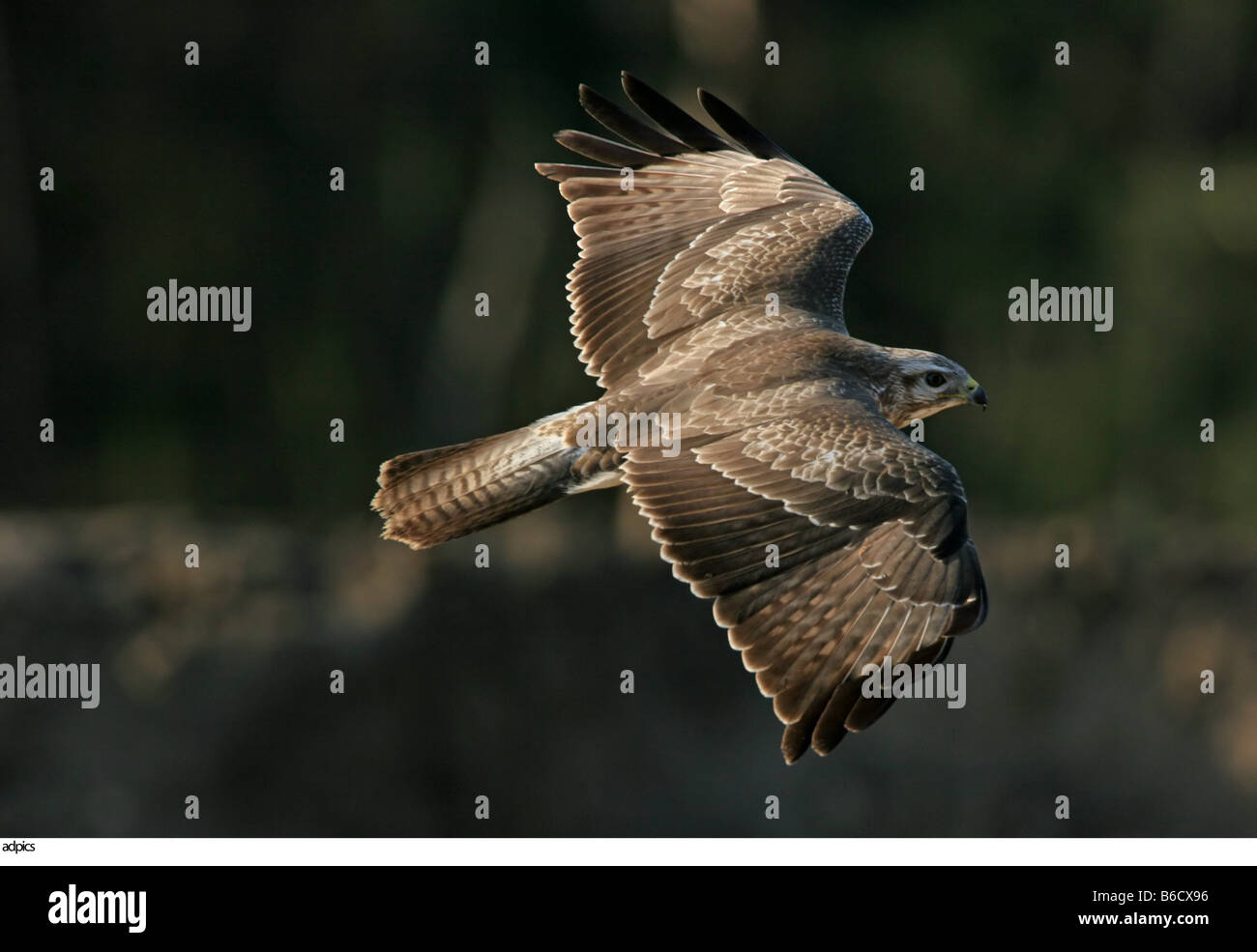Close-up of hawk in flight Stock Photo - Alamy