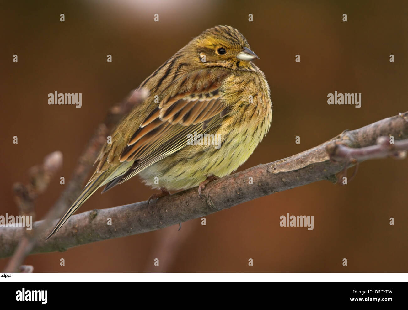 Closeup of bird perching on branch Stock Photo Alamy
