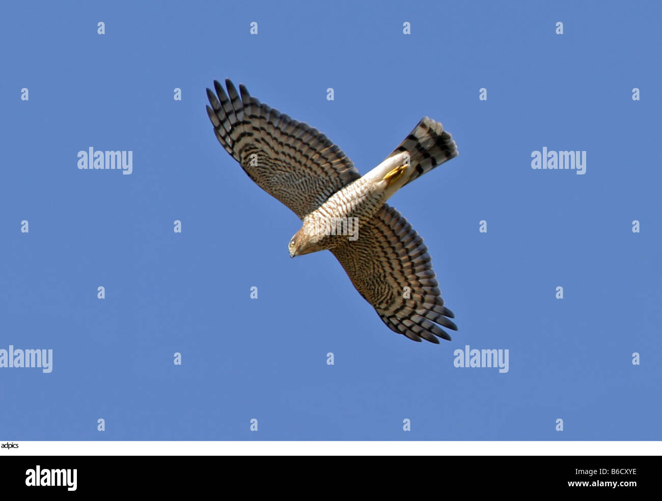 Louisiana hawk hi-res stock photography and images - Alamy