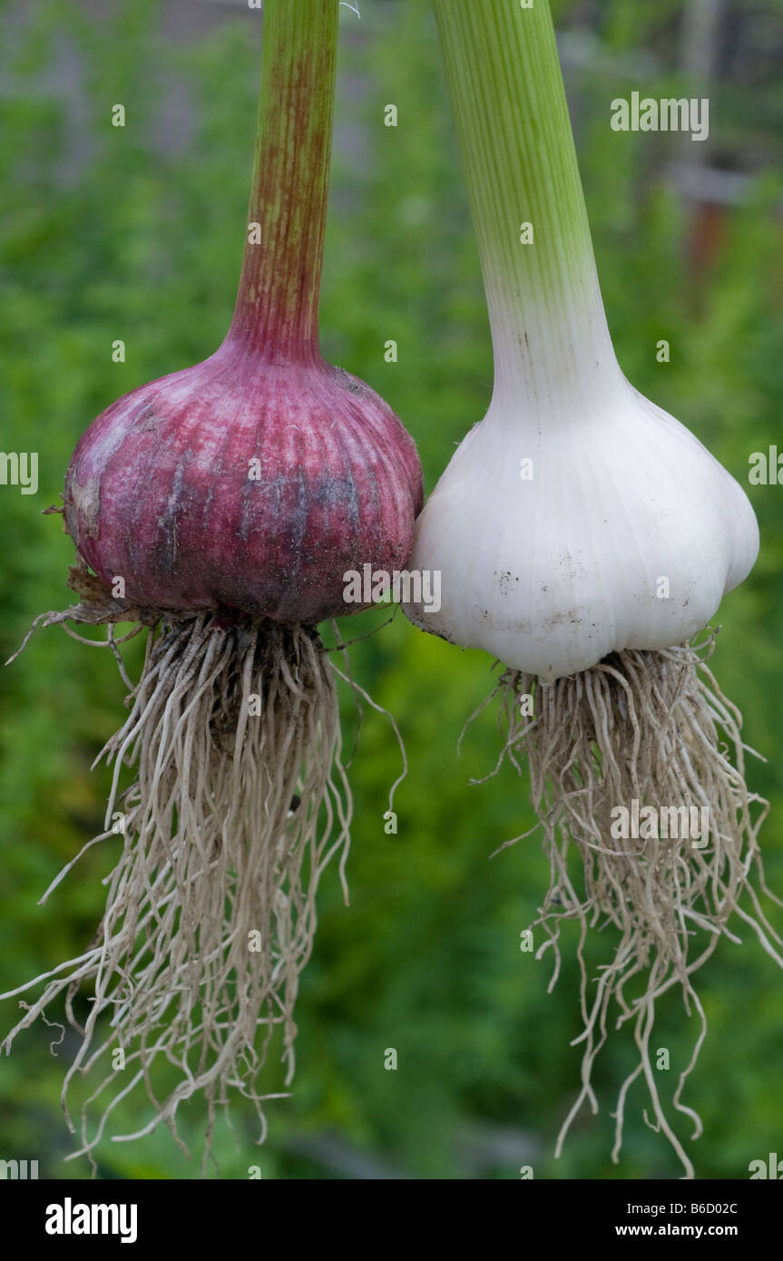 Two different varieties of freshly harvested garlic showing healthy root system Stock Photo