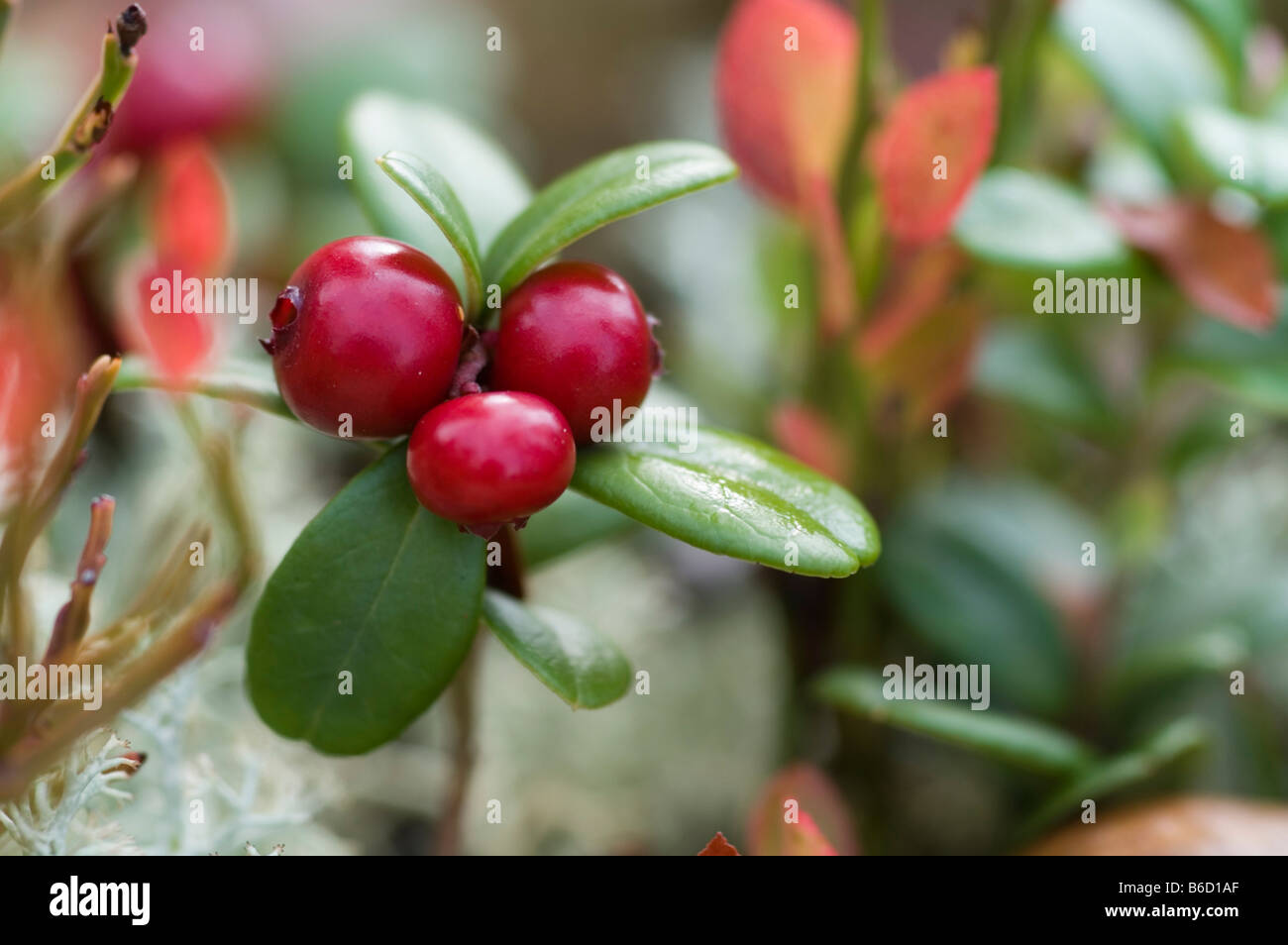 Close-up of berries of Arctostaphylos uva-ursi, Norway Stock Photo