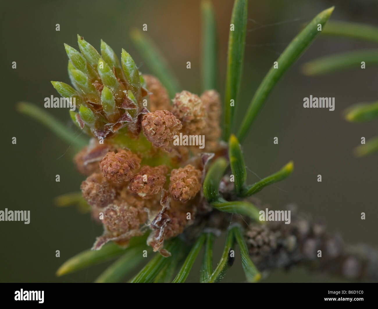 Pinus sylvestris hi-res stock photography and images - Alamy