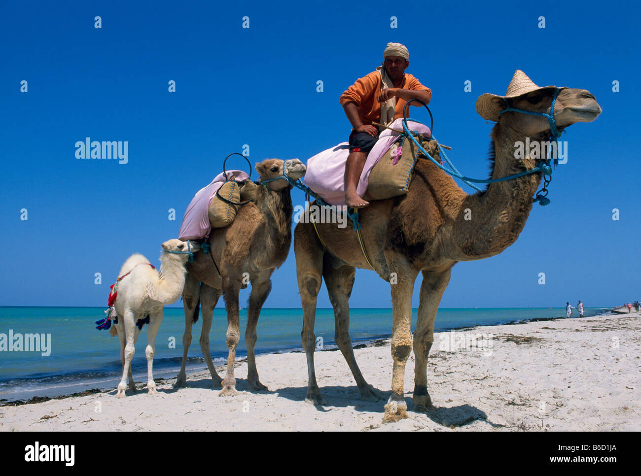 Tunisia beach camel hi-res stock photography and images - Page 2 - Alamy