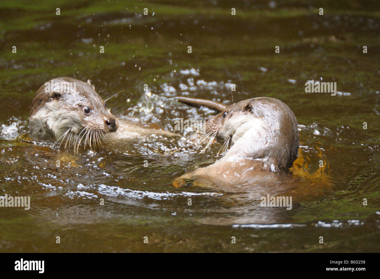 European otters (Lutra lutra) playing in water Stock Photo