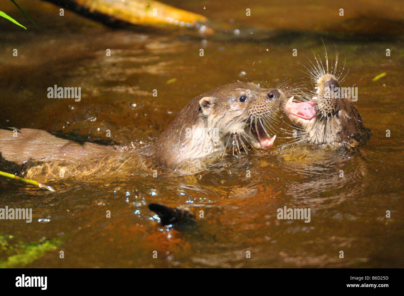 Close-up of European otters (Lutra lutra) playing in water Stock Photo