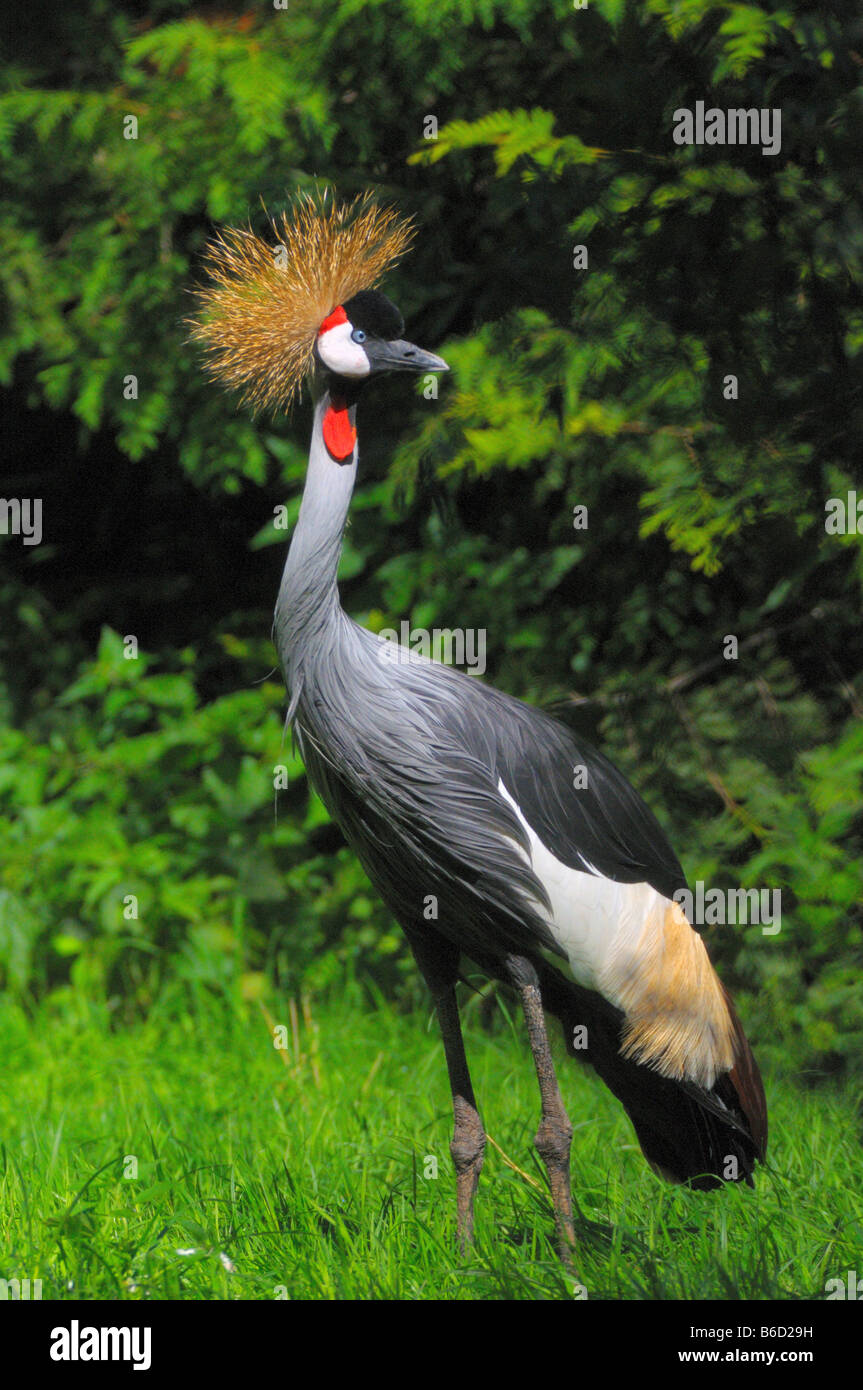 Black Crowned crane (Balearica pavonina) in field Stock Photo