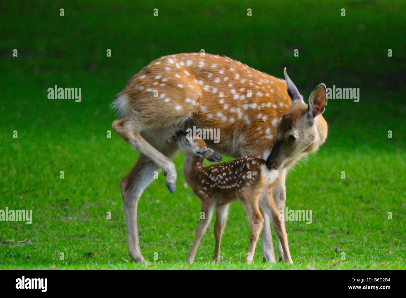 Sika deer (Cervus nippon) nursing its fawn in field Stock Photo
