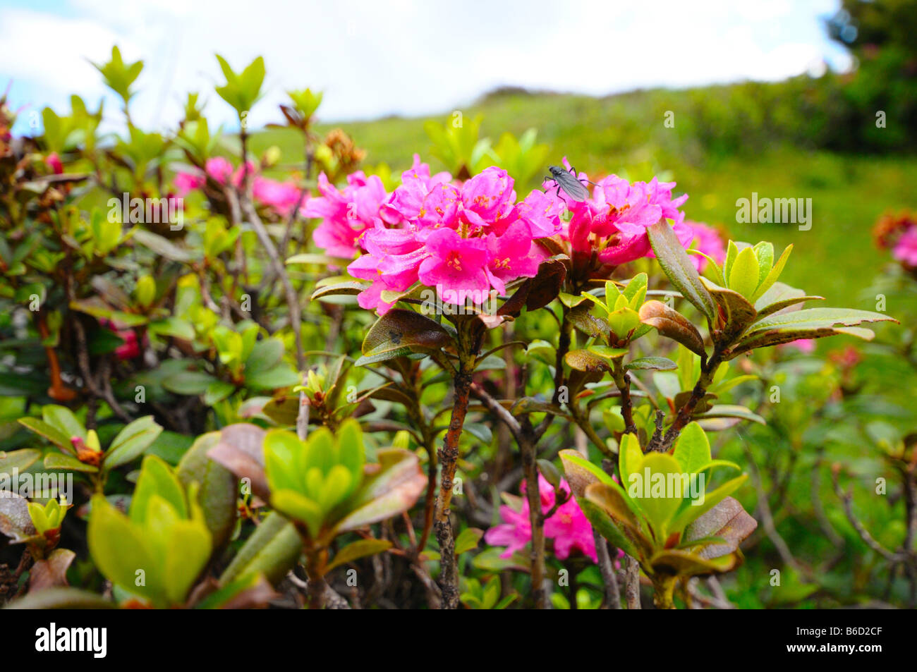 Close-up of Rhododendron flowers, Styria, Austria Stock Photo