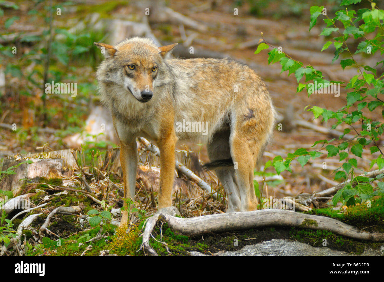 Gray wolf (Canis lupus) standing in field Stock Photo