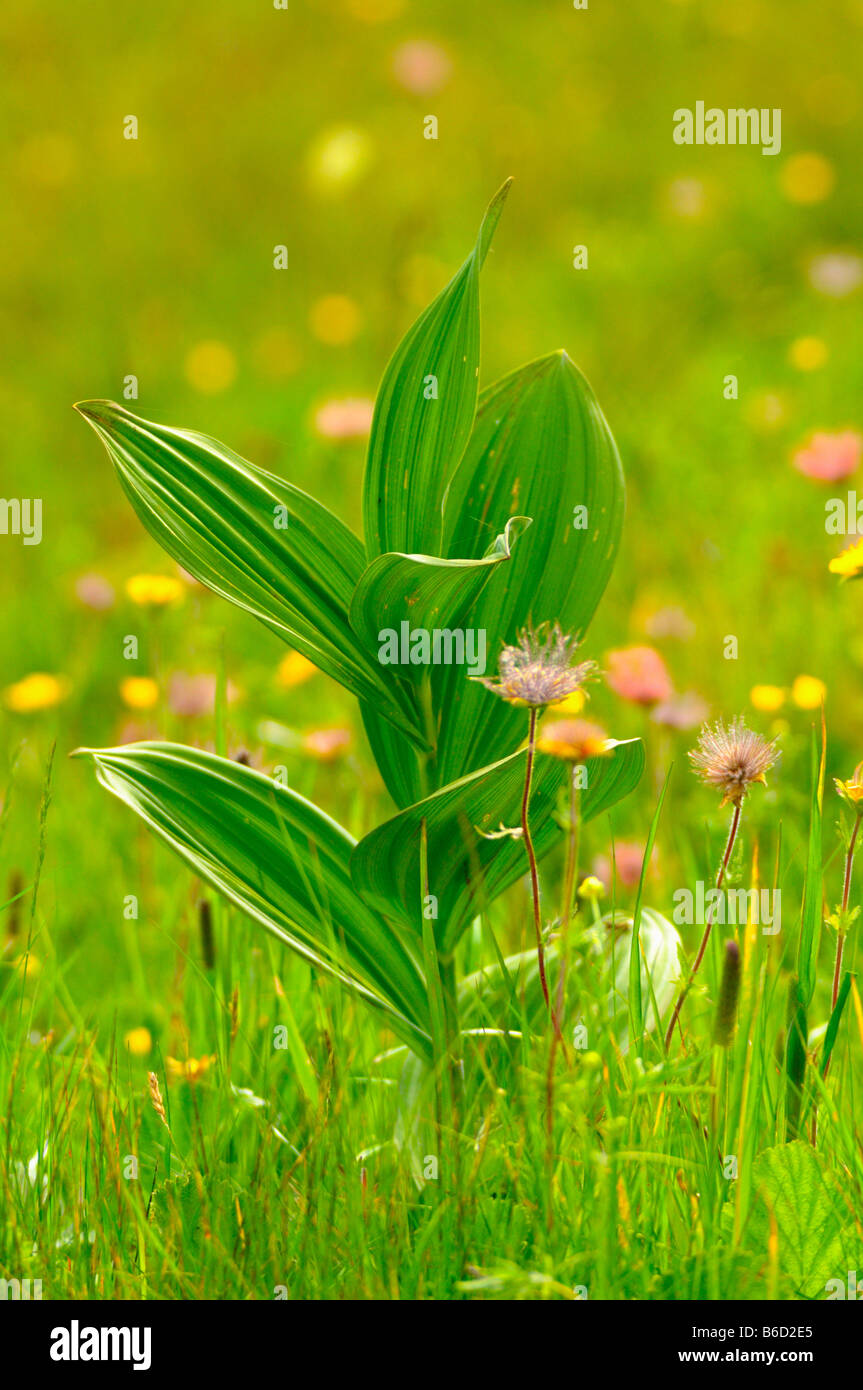 Gentiana punctata blooming in field, Styria, Austria Stock Photo