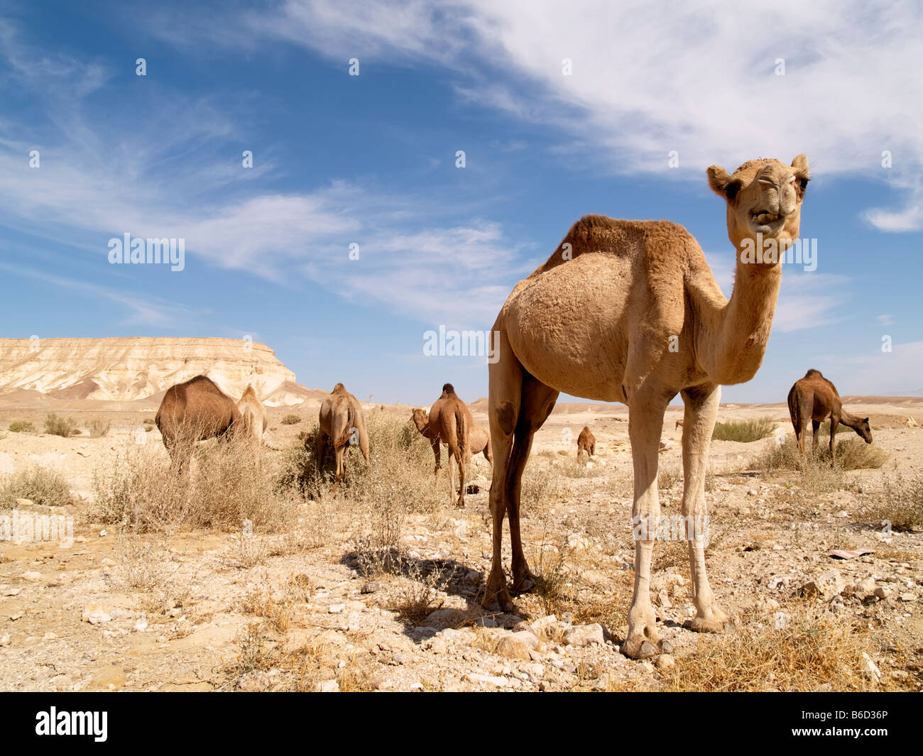 Camel herd grazing in the Judea Desert Israel Stock Photo