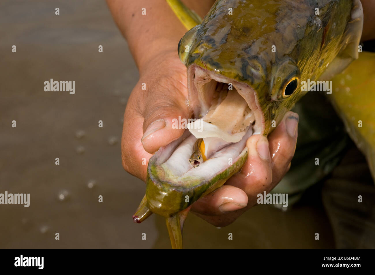 Silver Arowana or Arahuana Osteoglossum bicirrosum Amazonian fish Stock Photo