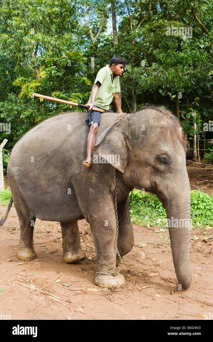 An elephant handler riding an elephant at The Pinnawela Elephant