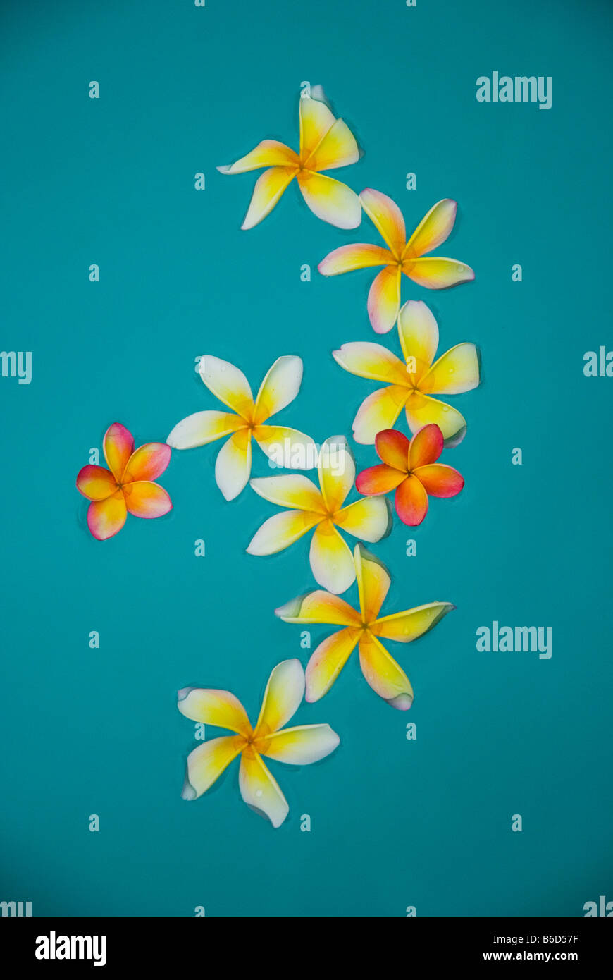 Frangipani floating on pool Stock Photo
