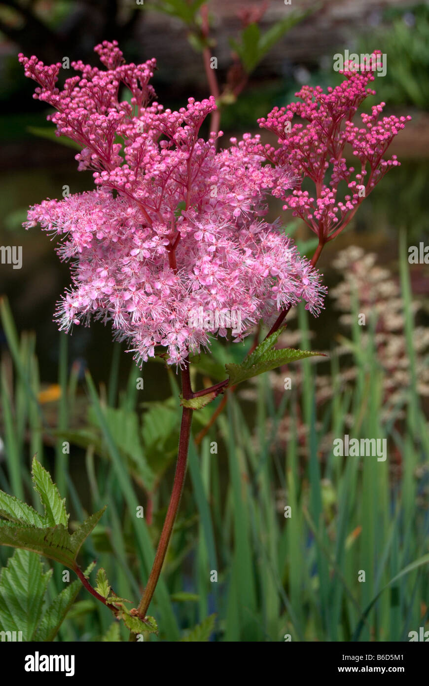 FILIPENDULA RUBRA 'VENUSTA' Stock Photo