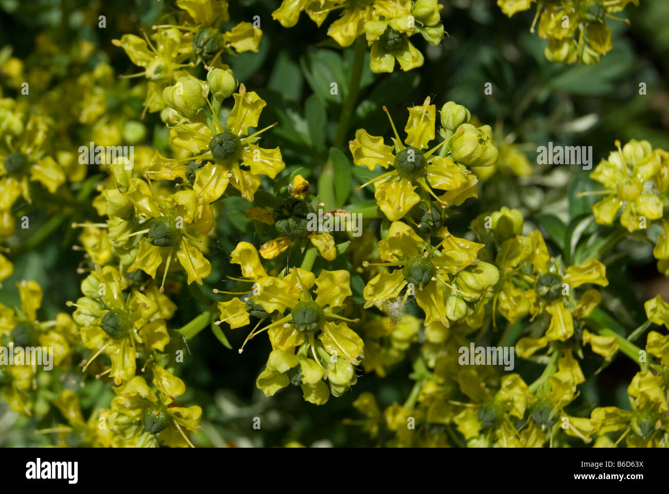 RUTA GRAVEOLENS, COMMON RUE Stock Photo - Alamy