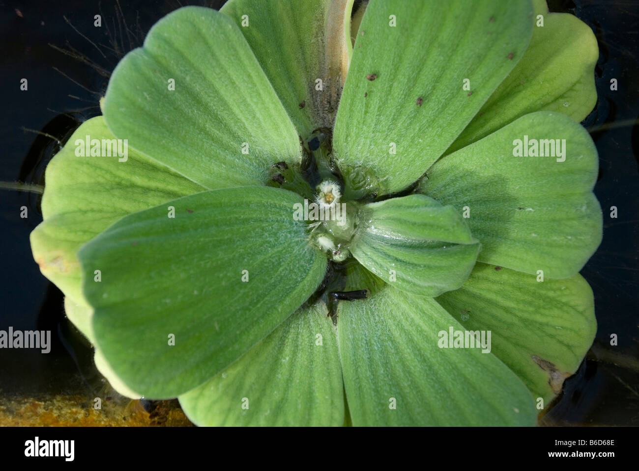 Pistia stratiotes, Water Lettuce Stock Photo