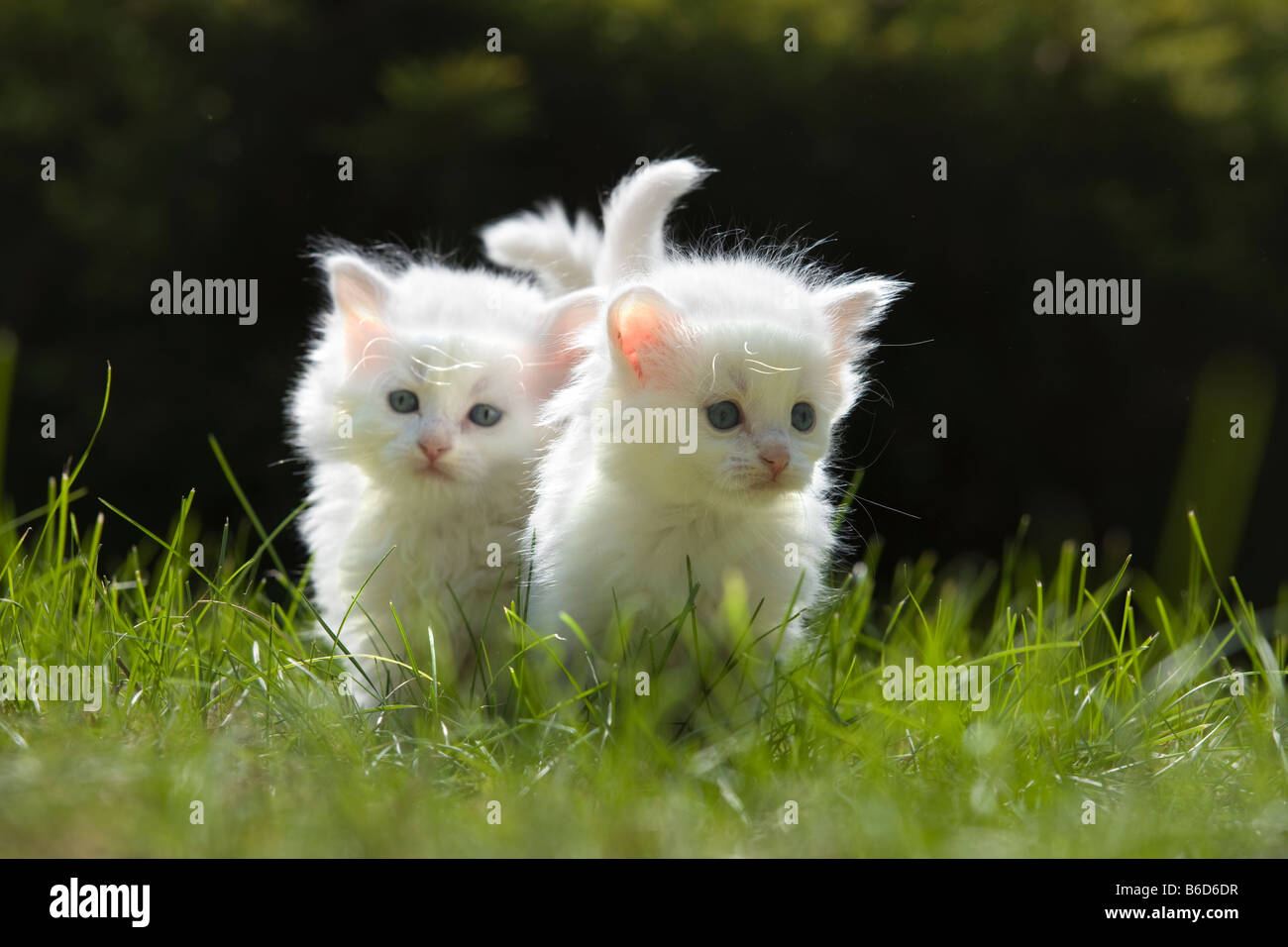 Kittens playing outside in grass hi-res stock photography and images ...
