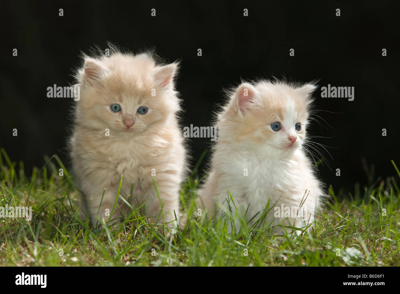 TWO 6 WEEK OLD LONG HAIRED GINGER KITTENS ON GRASS IN GARDEN Stock