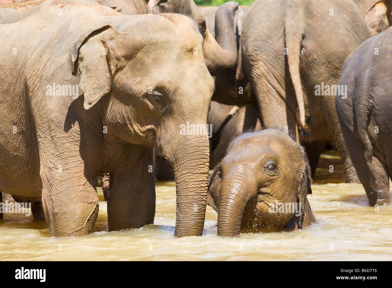 Young elephant calf amongst other elephants standing in a shallow river near The Pinnawela Elephant Orphanage in Sri Lanka Stock Photo