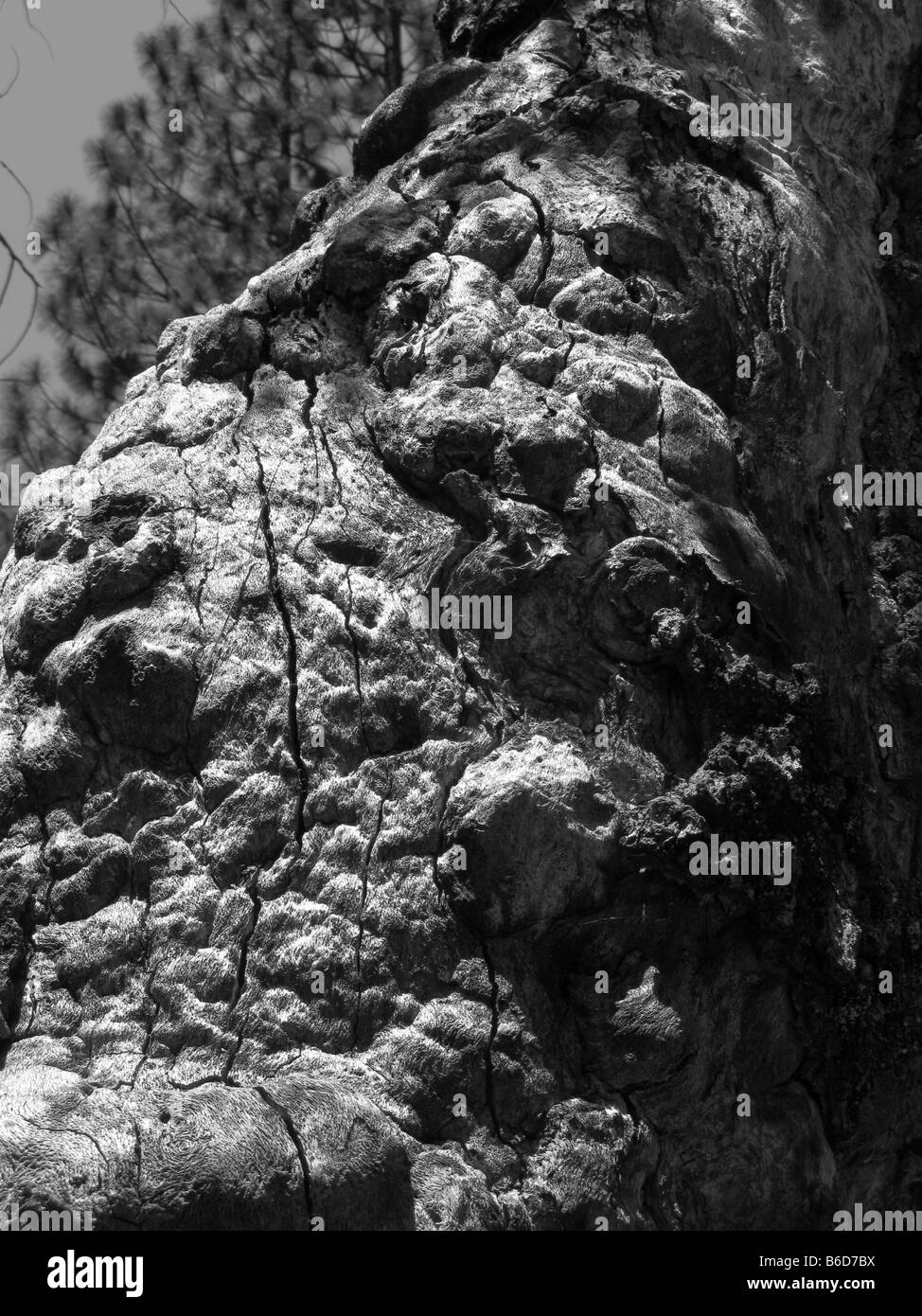 Old tree in Yosemite National Park California USA Stock Photo